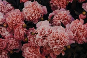 pastel tinten in de tuin
