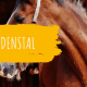 blog_cover_paardenstal_houtbouw_hiemstra