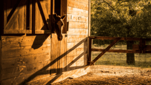 houten stal voor paarden